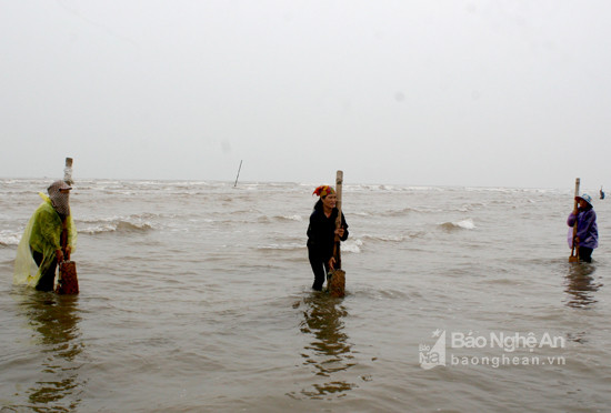 Cào Ngao ở Diễn Châu. Ảnh: Quang An