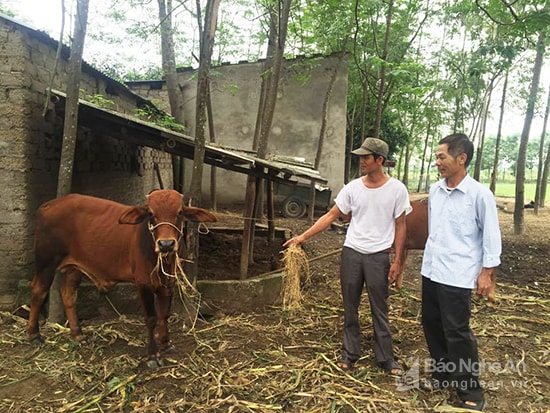 Ông Nguyễn Văn Minh (bên phải) ở xóm 3, xã Nam Lộc (Nam Đàn) là đảng viên vùng giáo tiên phong phát triển kinh tế trang trại. Ảnh: Gia Huy