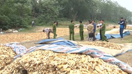 Qua kiểm tra cơ quan chức năng phát hiện cơ sở thu mua lâm sản phụ do ông Nguyễn Văn Hùng làm chủ có trên 5 tấn khoai mài tẩm ướp bằng hóa chất không rõ nguồn gốc. Ảnh: Lữ Phú