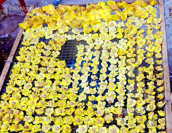 Trà hoa vàng được các thành viên Hội đông y huyện Quế Phong (Nghệ An) hấp, phơi khô cung cấp cho người tiêu dùng. Ảnh Nguyên Nga