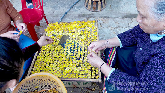 Sơ chế Trà hoa vàng ở huyện Quế Phong (Nghệ An). Ảnh Nga Nguyên
