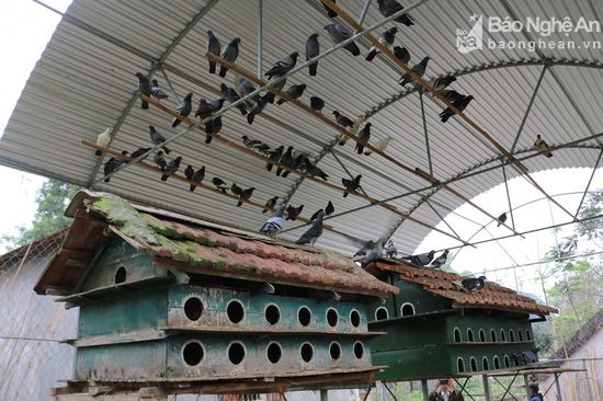 Mô hình nuôi bồ câu theo hướng công nghiệp của gia đình ông Hoàng Xuân Tứ thôn 4 xã Hội Sơn.