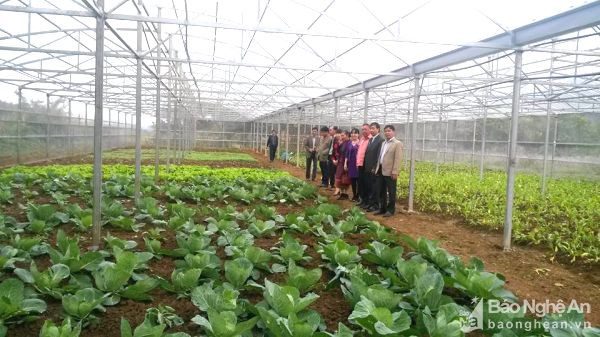 Đoàn công tác Nghệ An nghiệm thu mô hình trồng rau an toàn trong nhà lưới tại tỉnh Xiêng Khoảng (Lào). Ảnh: Phú Bình