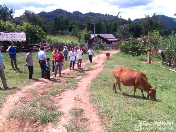 Nghệ An cử cán bộ đích thân sang khảo sát trước khi triển khai mô hình hỗ trợ chăn nuôi bò cho nhân dân Xiêng Khoảng (Lào). Ảnh: Phú Bình