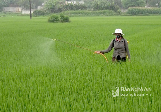 Nông dân các địa phương ở Nghi Lộc phun trừ bệnh đạo ôn trên lúa. Ảnh Hồng Vinh