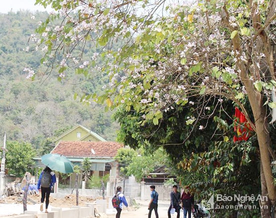 Hoa ban góp phần điểm tô cho vẻ đẹp đẹp mùa Xuân của núi rừng, làng bản. Ảnh: Công Khang