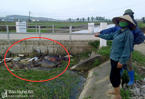 3 xác lợn được phát hiện ngày 29/3 tại cống âm trên kênh N17 đoạn đi qua xóm 9, xã Quỳnh Văn, huyện Quỳnh Lưu (ảnh chụp ngày 29/3). Ảnh: Như Thuỷ