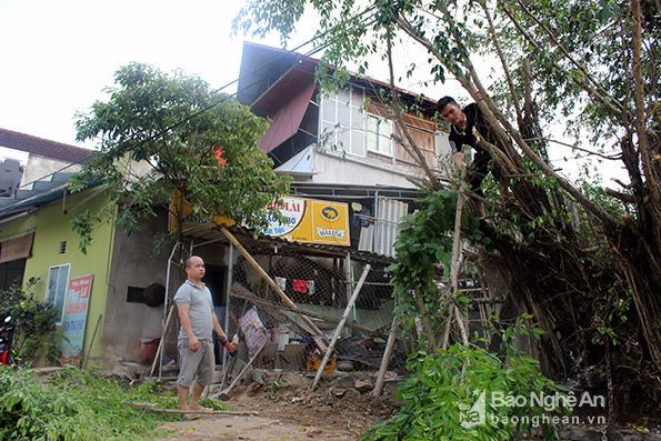 Hộ anh Nguyễn Văn Luân - Khối hòa Đông thị trấn Hòa Bình đã tự tháo dỡ mái tôn, di dời hàng rào, cây cối vi phạm của gia đình. Ảnh Đình Tuân