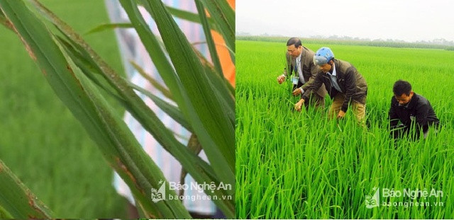Các cấp, ngành ở Thanh Chương tích cực kiểm tra các trà lúa bị bệnh để kịp thời khuyến cáo cho nông dân giải pháp phòng trừ. Ảnh Hữu Thịnh
