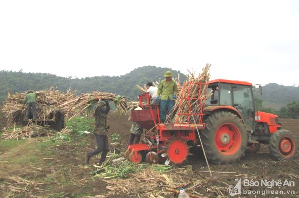 Sau khi chuyển đổi ruộng đất, Công ty Mía đường Sông Con đưa cơ giới hóa vào sản xuất mía ở Tân Kỳ. Ảnh: Phương Thảo