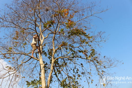 Gần như các tổ kiến thường ở trên cây cao nên để lấy được tổ kiến phải trèo lên cây rồi mới lấy xuống được.