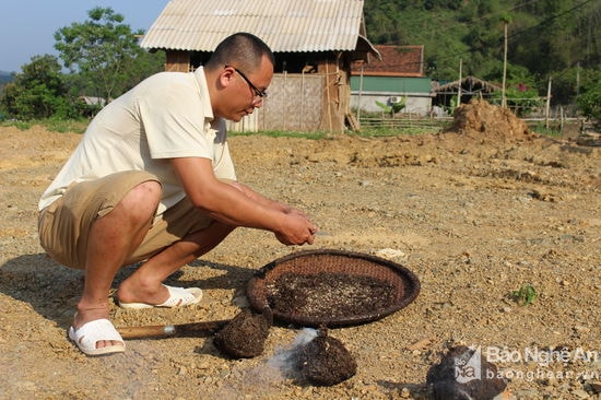 2.Theo như kinh nghiệm của anh Vang Văn Dũng ở bản Cây Me xã ThạchGiám (Tương Dương)  đi lấy trứng kiến phải chọn hôm nào trời nắng to, trời nắng khi lấy tổ kiến xuống kiến sẽ nhanh chóng tản ra ngoài, khi đó chỉ còn lại những hạt trứng kiến. Còn đi lấy vào hôm trời không nắng hoặc mưa kiến sẽ không tản ra mà nằm im trong tổ lúc này công việc lúc trứng kiến sẽ vất vả hơn nhiều. Ảnh: Đình Tuân.