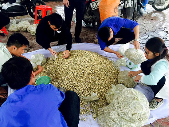 Các đoàn viên huyện Đô Lương phân loại, đóng gói hành tăm để cung cấp cho người tiêu dùng. Ảnh Thúy Hằng