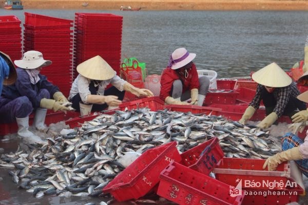 Ngư dân phân loại cá tại bến cá Lạch Quèn.