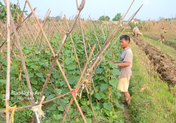 Một trong những nhiệm vụ trọng tâm của các chi bộ ở Thanh Chương là lãnh đạo chuyển đổi cơ cấu cây trồng. Ảnh: Minh Chi