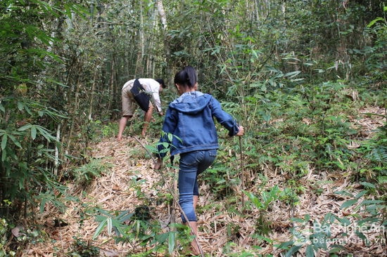 1.Theo chân anh Lô Văn Đức trú tại bản Cánh Tráp, Tam Thái, Tương Dương vào rừng tìm cây lụi ( húa sán). Anh Đức cho biết “ Món này được người dân vùng cao ưa thích nên có nhiều người đi lấy, người thì lấy về ăn, người lấy về bán nên giờ đi lấy phải vào rừng sâu ”. Ảnh: Đình Tuân 