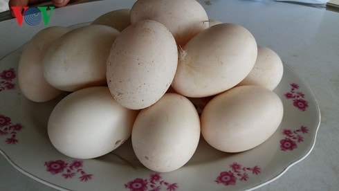 Những quả trứng vịt sinh đôi 