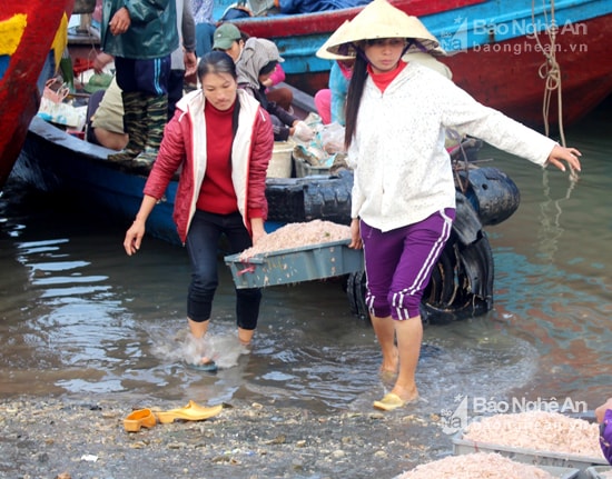 Ngư dân Quỳnh Lưu trúng ruốc biển. Ảnh: Việt Hùng