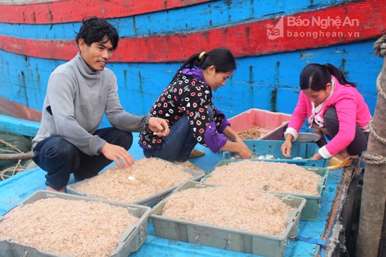Ngư dân Quỳnh Lưu trúng ruốc biển. Ảnh: Việt Hùng