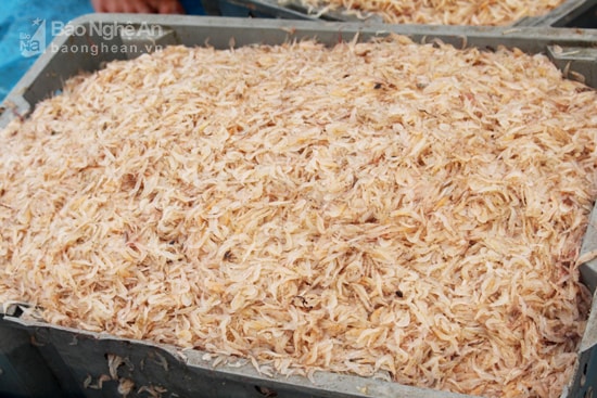 Ngư dân Quỳnh Lưu trúng ruốc biển. Ảnh: Việt Hùng
