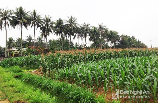 Sau cánh đồng ngô xanh tốt là xóm Nha Nghi - 1 trong 2 xóm có số người chết vì ung thư cao nhất xã Diễn Phong. Ảnh: C.N