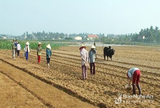Nông dân Diễn Phong áp dụng phương pháp phủ nilon khi trồng lạc xuân. Đây phương pháp trỉa lại phủ nilon cần ít công chăm sóc nhưng đem lại hiệu quả kinh tế cao. Tuy nhiên, với phương pháp này, trước khi trỉa người dân phải phun thuốc diệt cỏ - một trong những lý do khiến nhiều người lo lắng về ô nhiễm nguồn nước ngầm. Ảnh Internet.