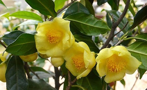 Chè hoa vàng. 