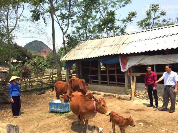 Cán bộ xã Châu Cường (Quỳ Hợp) kiểm tra việc thực hiện nuôi nhốt trâu, bò tại bản Hạ Đông. Ảnh: Ngô Kiên