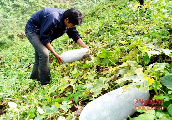 Mô hình trồng bí của đoàn viên thanh niên xã Phà Đánh, thu nhập từ 30 - 40 triệu đồng/ vụ.