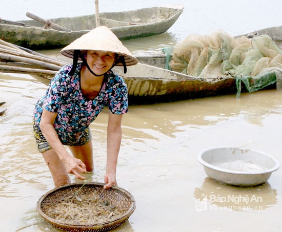 Chiến lợi phẩm sau hàng giờ đồng hồ đăng cá. Mùa này, tôm sông Lam sinh sôi nhanh, sản lượng bắt được gấp nhiều lần sao với những mùa khác. Bà Thủy, một hộ dân làm nghề đăng cá lâu năm cho biết : Ngày may mắn có thể đánh bắt được 1- 2kg tôm, bán đi cũng được vài trăm ngàn đồng mỗi ngày. Tuy nhiên, cũng có ngày thời tiết xấu, nước lên cao chỉ bắt được đủ bữa nấu canh. Ảnh Quang An