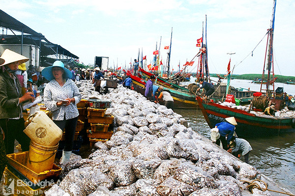 Cá về đầy ắp trên cảng được tư thương thu mua ngay tại chỗ. Ảnh: Trần Cảnh Yên