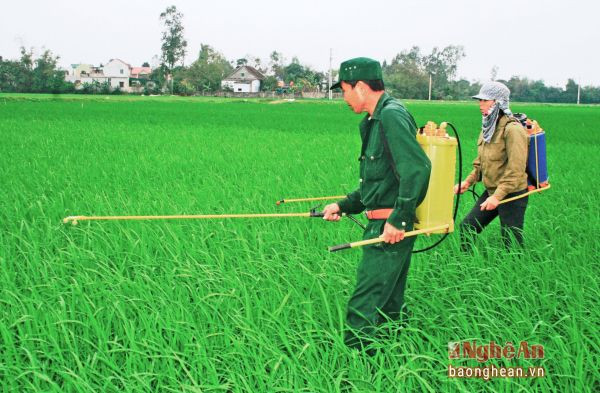 Nông dân huyện Nghi Lộc phun thuốc phòng trừ đạo ôn trên lúa xuân.Ảnh: Phú Hương