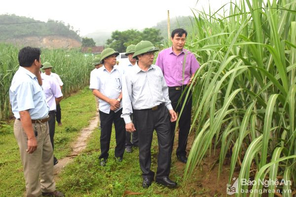 Đòng chí Đinh Viết Hồng - Phó Chủ tịch UBND tỉnh cùng với lãnh đạo huyện tân Kỳ thăm mô hình sản xuất mía năng suất cao tại xã Tân Xuân (Tân Kỳ). Ảnh: Xuân Hoàng