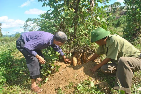 Mô hình trồng sắn dây cho thu nhập trên 100 triệu đồng/ha tại xã Đồng Văn (Tân Kỳ). Ảnh: Xuân Hoàng