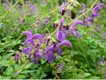 Cây Đan sâm (Salvia mitiorrhiza Bunge)