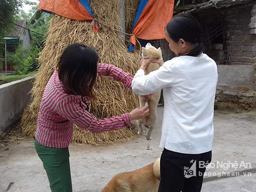 Cán bộ thú y tiêm phòng dại chó tại xã Hòa Sơn (Đô Lương)