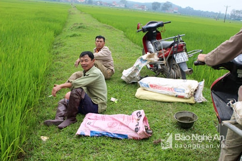 Những người chuyên làm nghề thả trúm, mỗi đếm họ mang hàng trưm cái trúm đi khắp các cánh đồng từ Thanh Chương đến Thành phố Vinh. Ảnh Huy Thư.