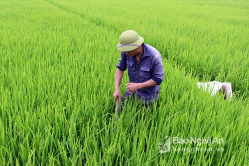 Bắt lươn có nhiều cách, nhưng dùng trúm bắt lươn là cách được nhiều người dùng nhất. Ảnh: Huy Thư.