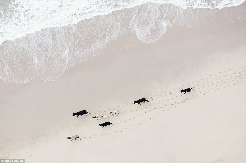 Ảnh chụp từ máy bay hạng nhẹ ở độ cao 15-152 m. Nhiếp ảnh gia cho biết hình ảnh của đàn gia súc đi dạo trên bãi biển Nam Phi có vẻ đẹp cuốn hút, đẹp và kỳ lạ.