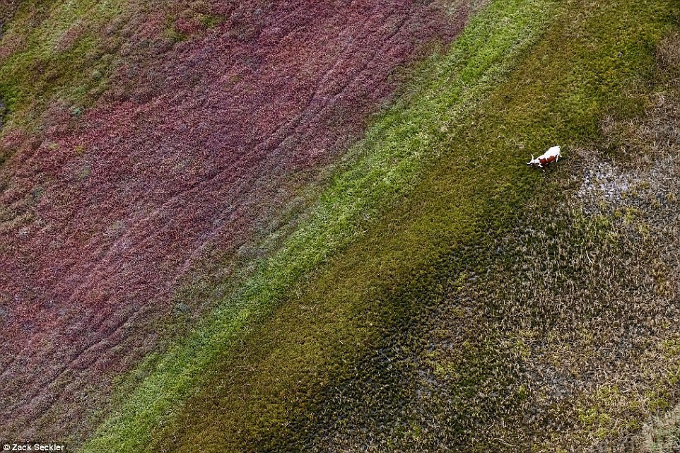 Một con bò đực ở Eastern Cape.