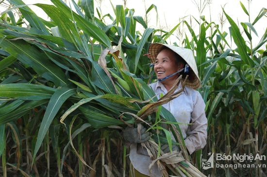Người dân xã Tam Sơn (Anh Sơn) thu hoạch ngô sinh khối. Ảnh: Huyền Trang