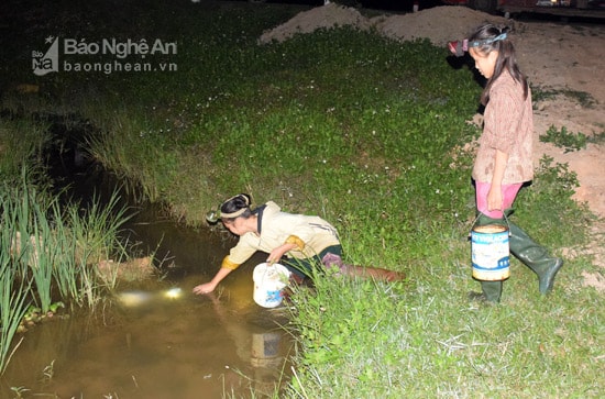 Khi màn đêm buông xuống, bà con nông dân một số xã: Bắc Thành, Xuân Thành, Tăng Thành, Nam Thành... của huyện Yên Thành mà chủ yếu là phụ nữ, các cháu gái chừng 13 - 15 tuổi kéo nhau ra đồng 