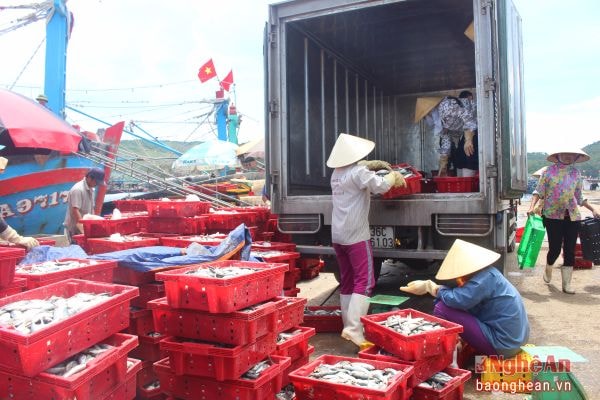 Cá về trên bến Lạch Quèn, xã Quỳnh Thuận (Quỳnh Lưu). Ảnh tư liệu