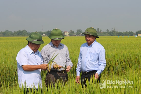 Thứ trưởng Bộ NN&PTNT Lê Quốc Doanh kiểm tra sản xuất lúa giống chất lượng cao tại xã Kim Liên, Nam Đàn