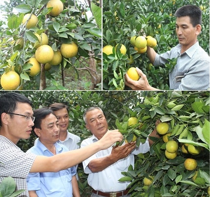 Cam Vinh được thị trường trong nước ưa chuộng, có giá cao gấp đôi so với cam ở các tỉnh khác. Ảnh Nguyên Sơn