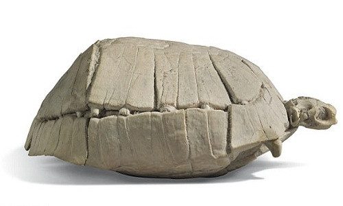 Con rùa hóa thạch 33 triệu năm tuổi. Ảnh: BNPS.