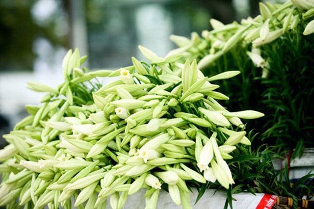 Hoa loa kèn khoe sắc giữa tiết trời tháng 4.