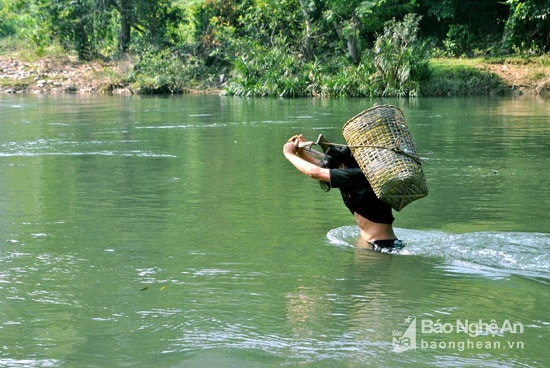 Ở khu vực đời sống còn hết sức khó khăn, cùng với đó là sự dày đặc các con sông con suối. Điều đó bắt buộc người dân ở các huyện vùng núi ở Nghệ An đang phải lội qua các con sông, con suối là điều hiển nhiên và khá phổ biến. Ảnh Hồ Phương