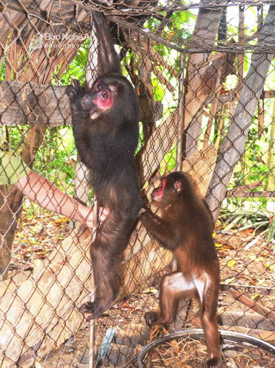 Hai chú khỉ mặt đỏ anh Lô Văn Hiếu đang nuôi dưỡng.