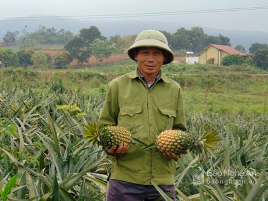 Trên địa bàn huyện Quỳnh Lưu dứa đang vào vụ thu hoạch, trồng tập trung ở các xã Tân Thắng, Quỳnh Thắng, Quỳnh Châu và Tổng đội Thanh niên xung phong.  Ảnh Thanh Toàn